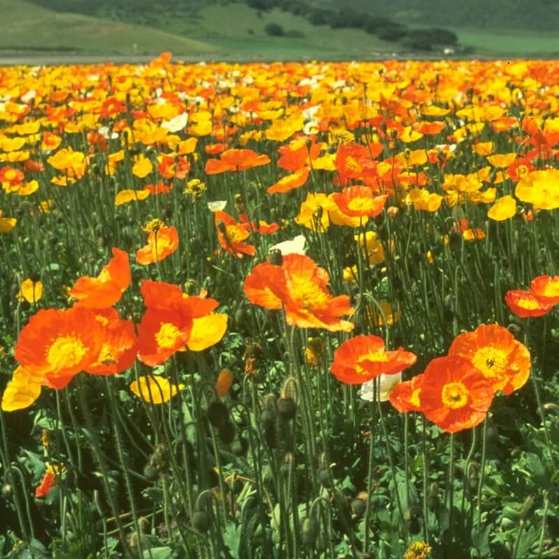 Iceland Poppy Seeds - Flower Plant
