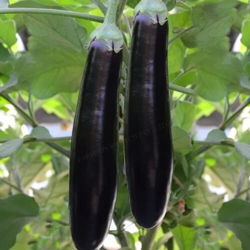 Ichiban eggplant seeds - Vegetable Plant