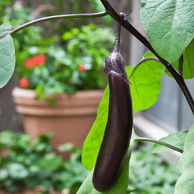 Ichiban eggplant seeds - Vegetable Plant