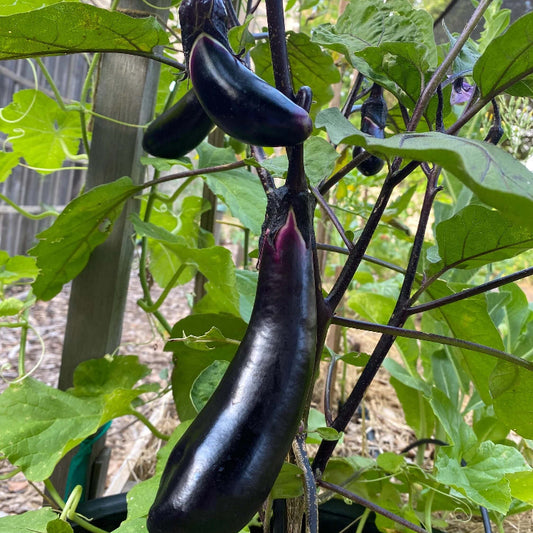 Ichiban eggplant seeds - Vegetable Plant
