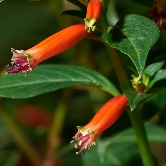 Ignea Cuphea Seeds 