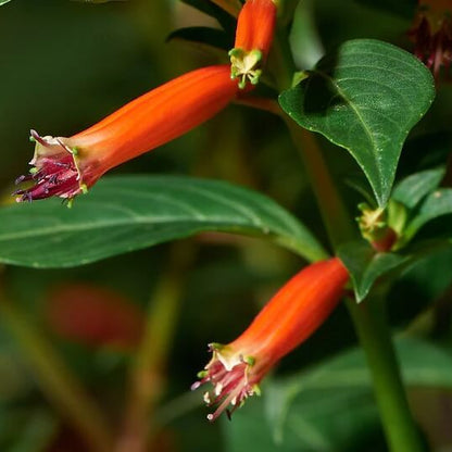 Ignea Cuphea Seeds 