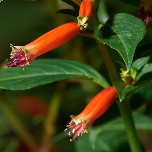 Ignea Cuphea Seeds 