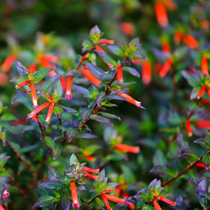 Ignea Cuphea Seeds 