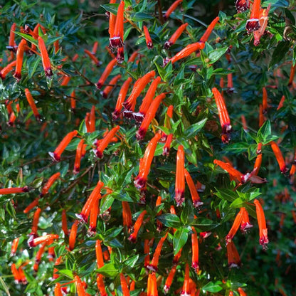 Ignea Cuphea Seeds 