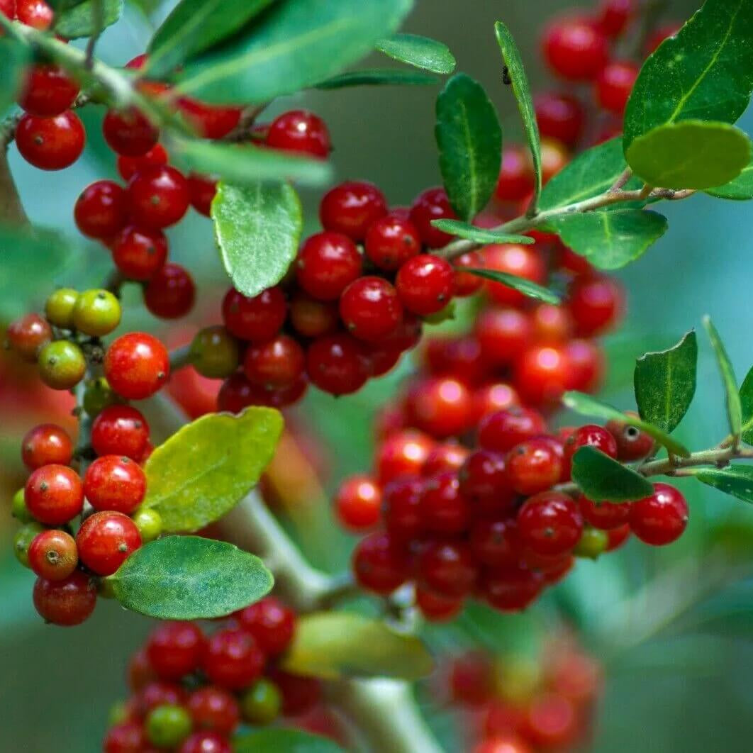 Ilex Vomitoria Yaupon Holly Seeds