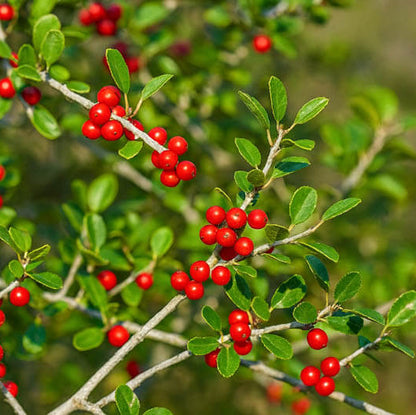 Ilex Vomitoria Yaupon Holly Seeds