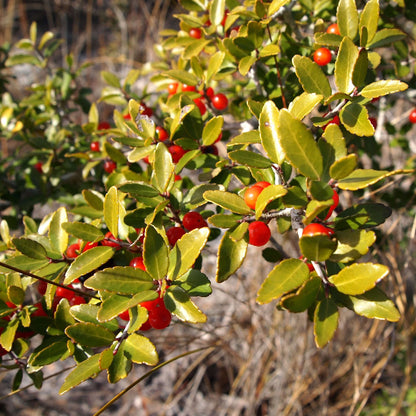 Ilex Vomitoria Yaupon Holly Seeds