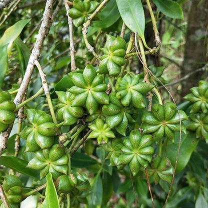 Illicium Verum Seeds - Heirloom Herbal Plant for Home Gardens