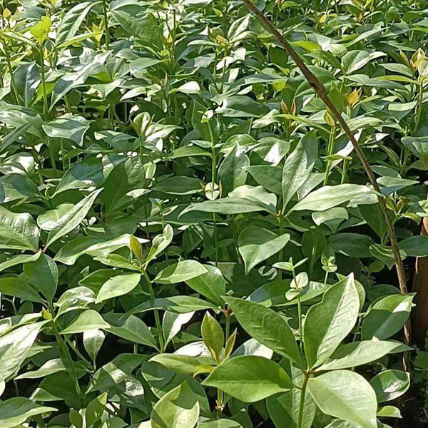 Illicium Verum Seeds - Heirloom Herbal Plant for Home Gardens
