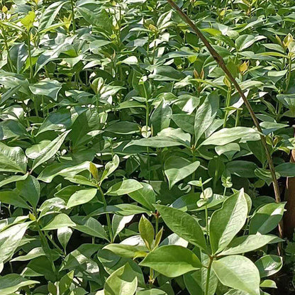 Illicium Verum Seeds - Heirloom Herbal Plant for Home Gardens