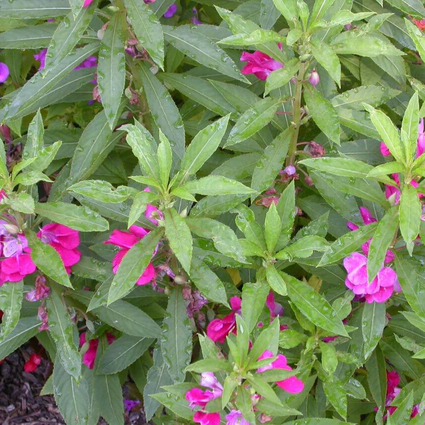Impatiens Balsamine Seeds - Flower Plant