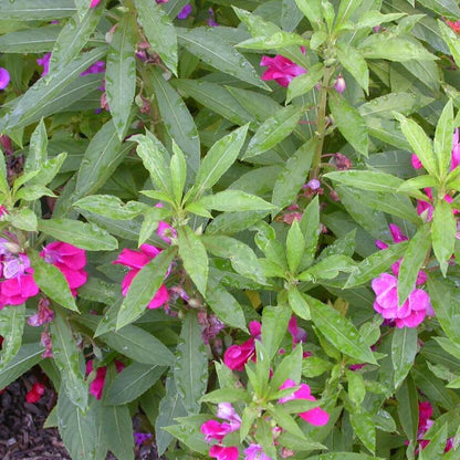 Impatiens Balsamine Seeds - Flower Plant