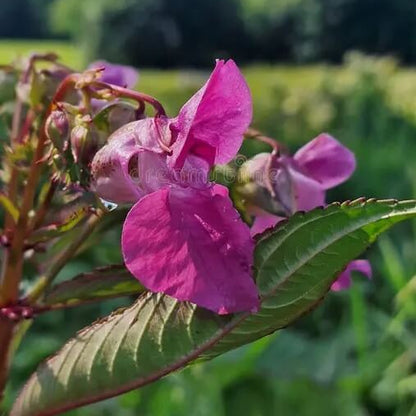 Impatiens Balsamine Seeds - Flower Plant