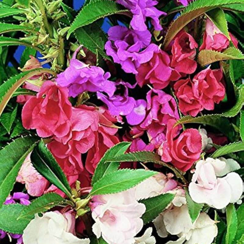 Impatiens Camellia Seeds 