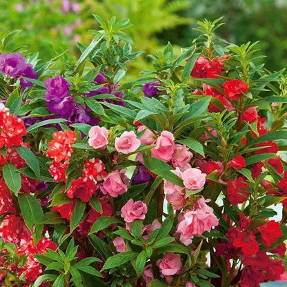 Impatiens Camellia Seeds 