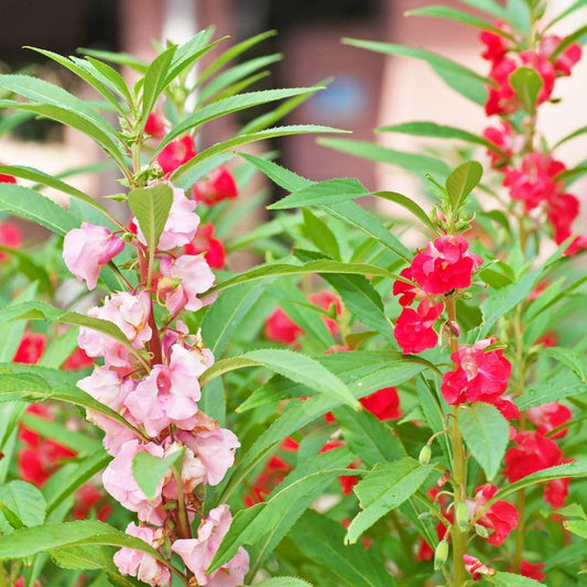 Impatiens Camellia Seeds 