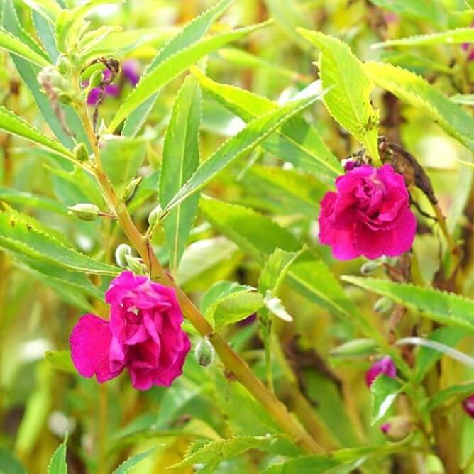 Impatiens Camellia Seeds 