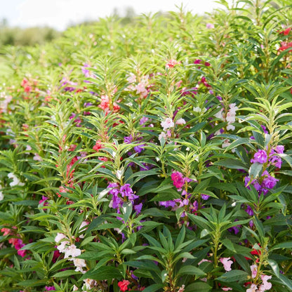 Impatiens Camellia Seeds 