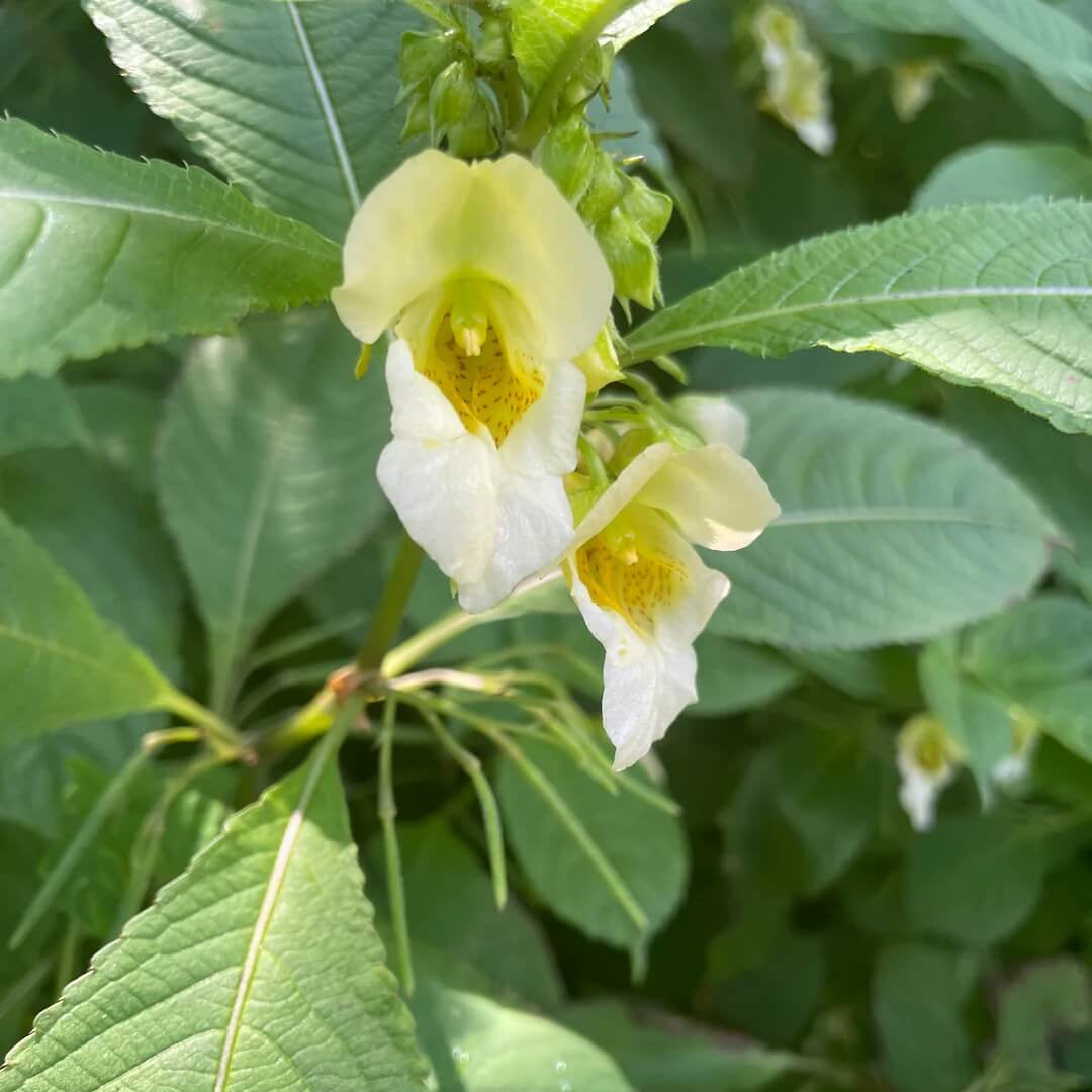 Impatiens Scabrida Seeds
