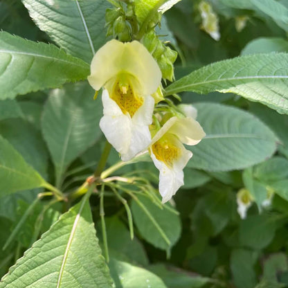 Impatiens Scabrida Seeds