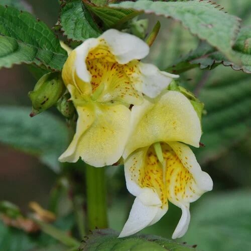 Impatiens Scabrida Seeds