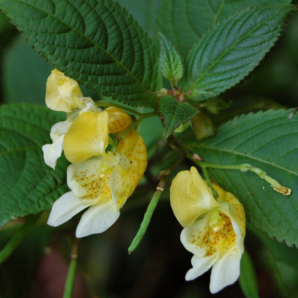 Impatiens Scabrida Seeds