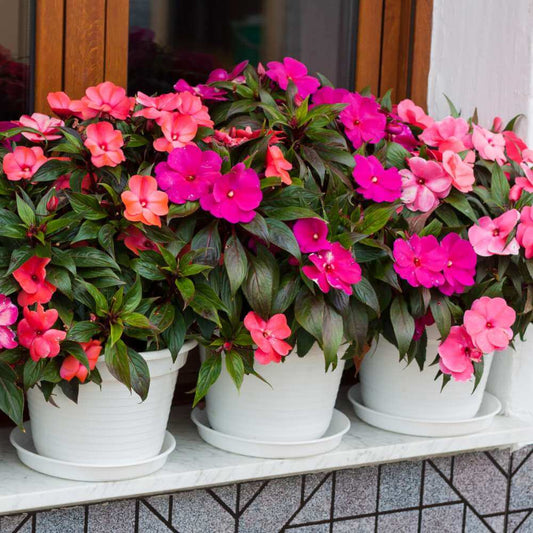 Impatiens Seeds - Flower Plant