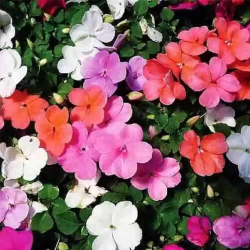 Impatiens Seeds - Flower Plant