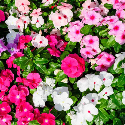 Impatiens Seeds - Flower Plant