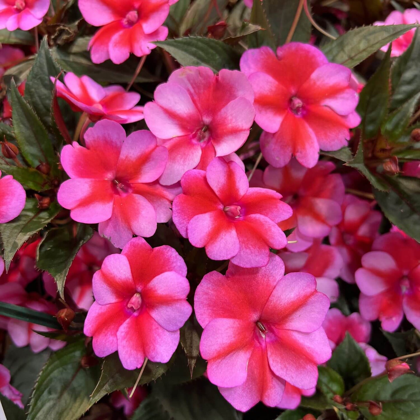 Impatiens Seeds 