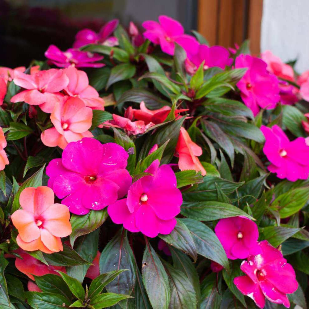 Impatiens Seeds 