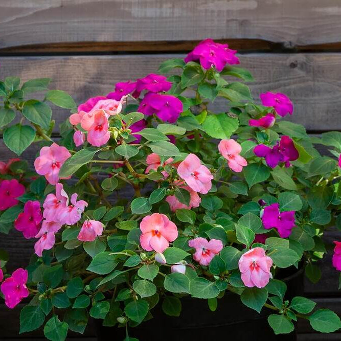 Impatiens Seeds 