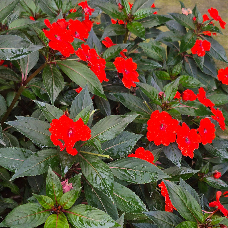 Impatiens Seeds 