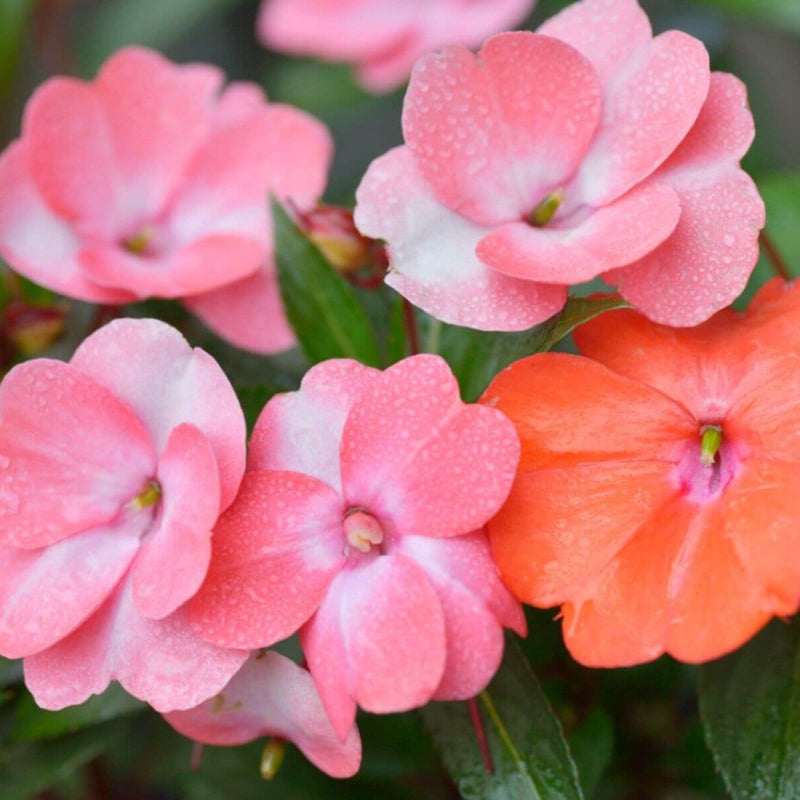 Impatiens Seeds 