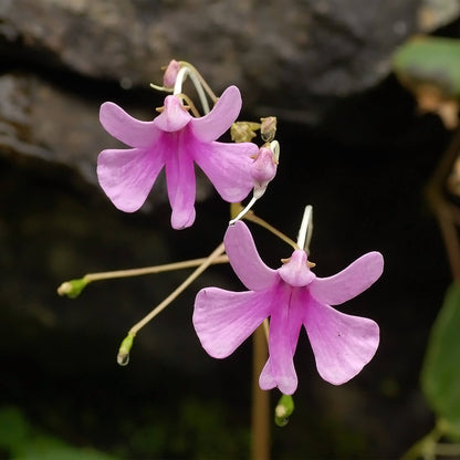 Impatiens Seeds 