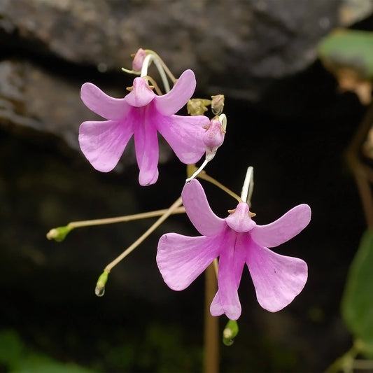 Impatiens Seeds 