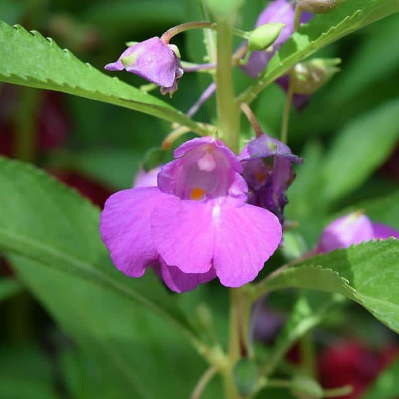 
Impatiens Violet Balsamine Seeds - Flower Plant

