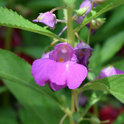 
Impatiens Violet Balsamine Seeds - Flower Plant
