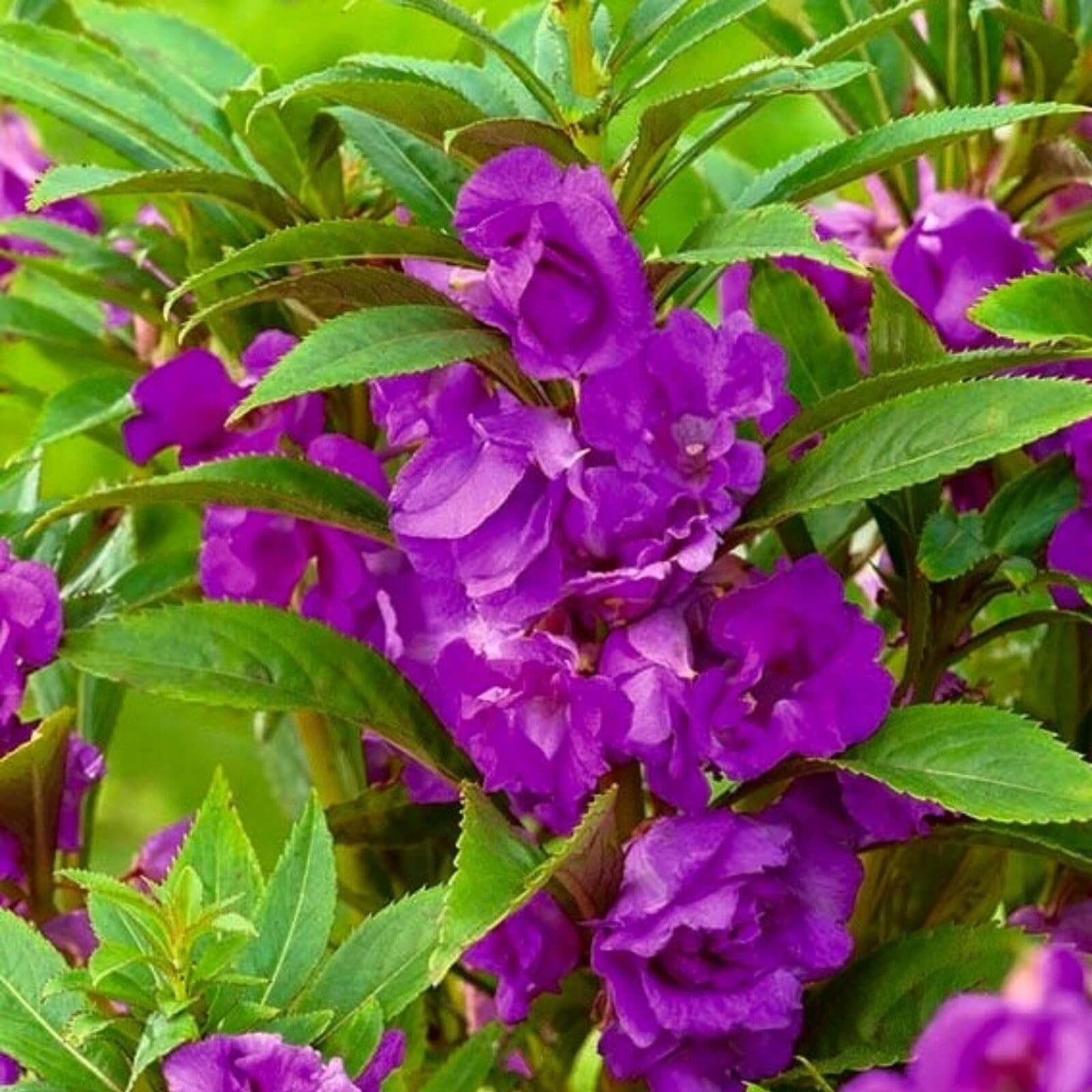 
Impatiens Violet Balsamine Seeds - Flower Plant
