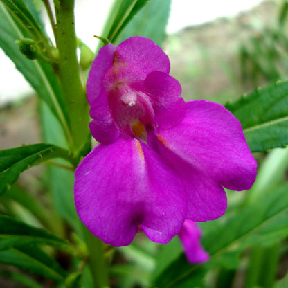 
Impatiens Violet Balsamine Seeds - Flower Plant
