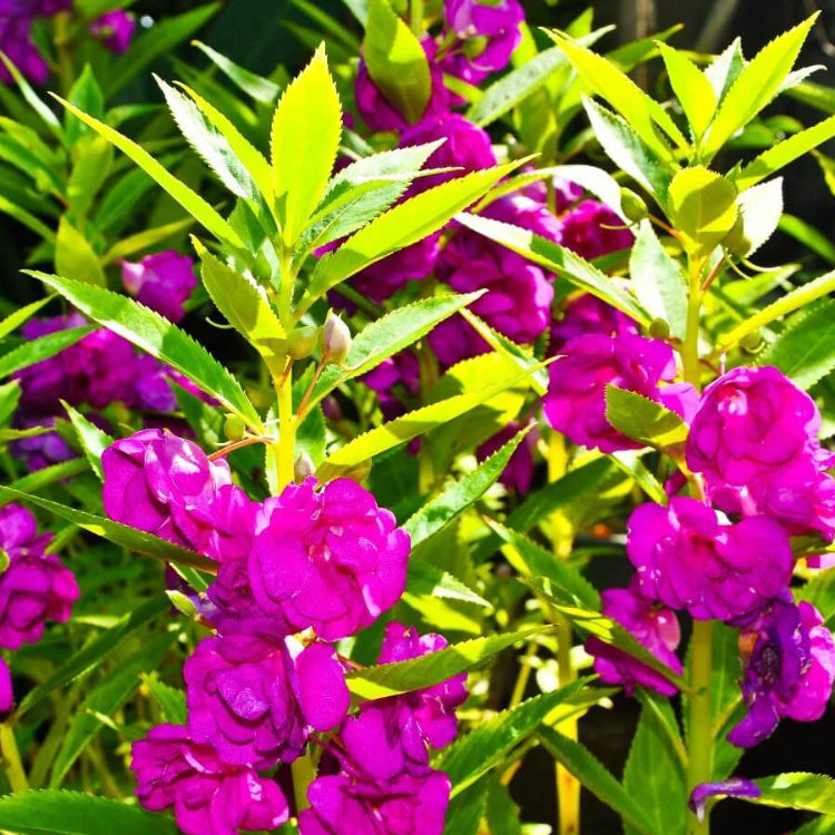 
Impatiens Violet Balsamine Seeds - Flower Plant
