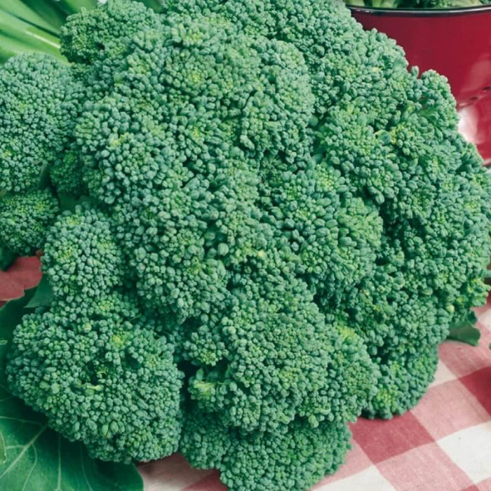 Imperial Broccoli Seeds - Vegetable Plant