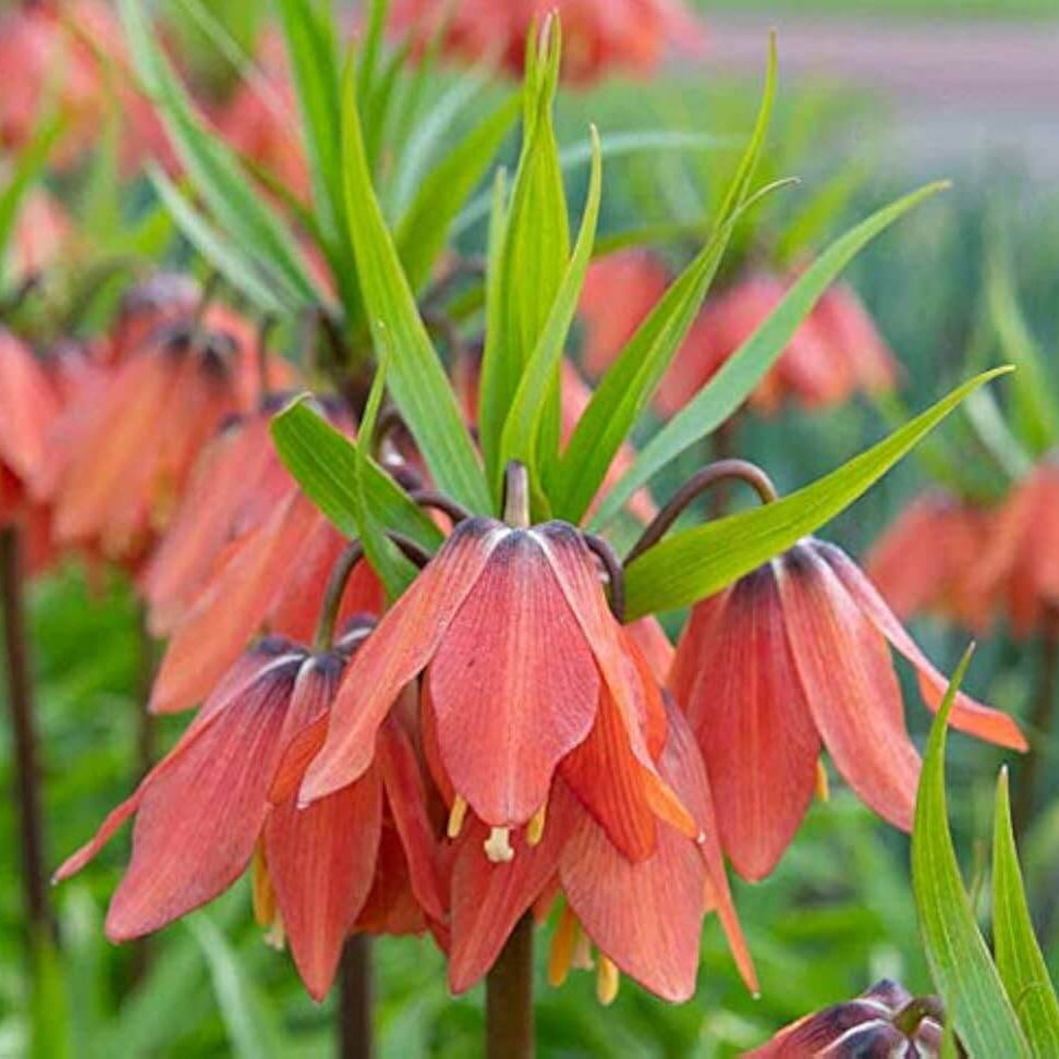 Imperial Seeds - Heirloom Flower Plant for Home Gardens
