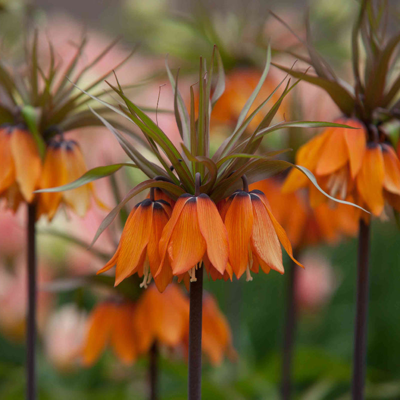 Imperial Seeds - Heirloom Flower Plant for Home Gardens