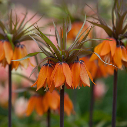 Imperial Seeds - Heirloom Flower Plant for Home Gardens