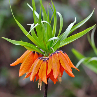 Imperial Seeds - Heirloom Flower Plant for Home Gardens