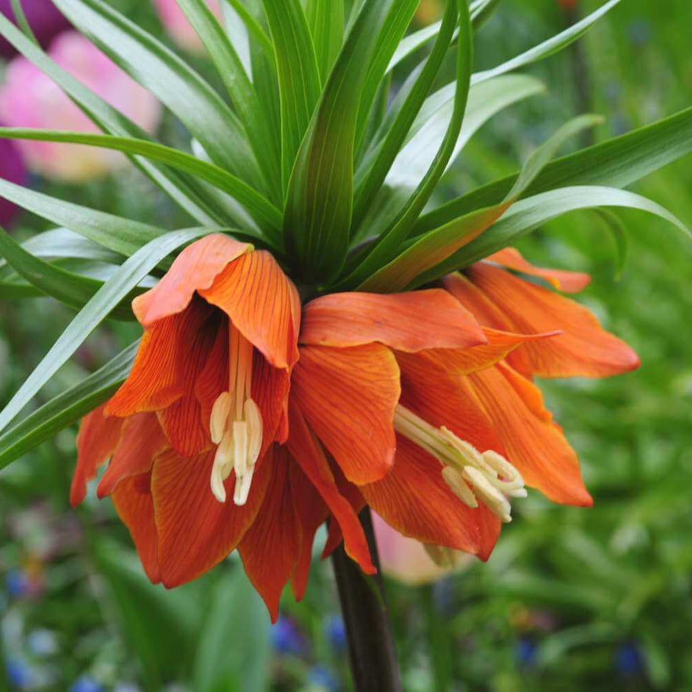 Imperial Seeds - Heirloom Flower Plant for Home Gardens
