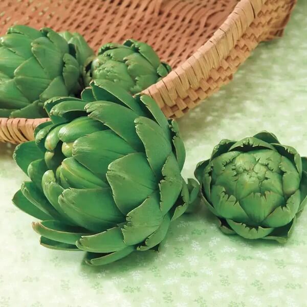 Imperial star artichoke seeds - Vegetable Plant