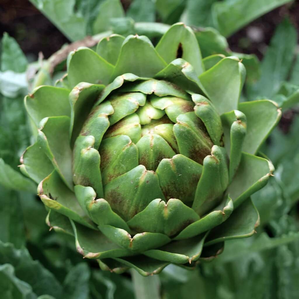 Imperial star artichoke seeds - Vegetable Plant